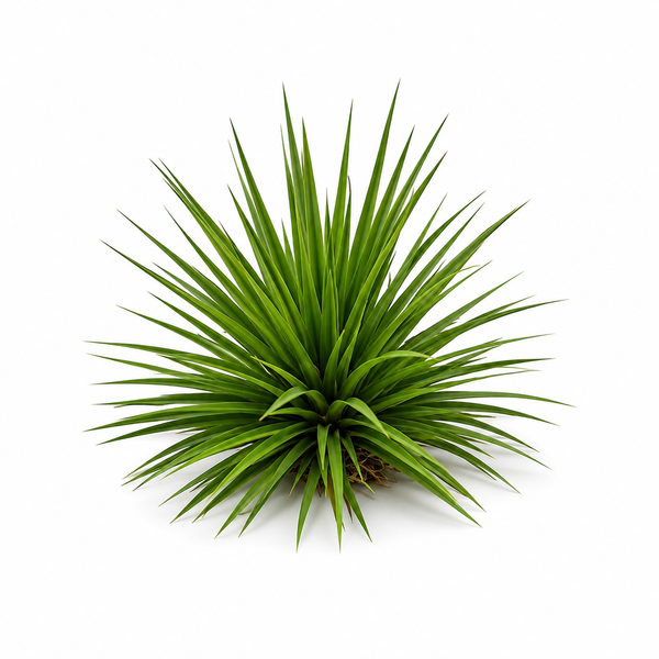 HERBE D'USMAN